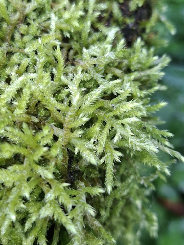 Brachythecium rutabulum observed 2026-10-02