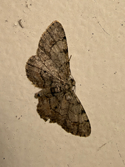 (c) Chris Wood, some rights reserved (CC BY-NC-ND) Texas Gray (Glenoides texanaria)