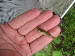 Etheostoma squamiceps
