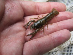 Faxonius illinoiensis