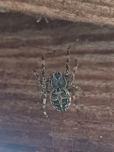 Grey Cross Spider