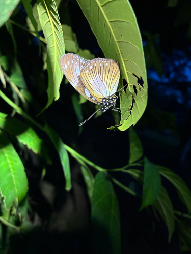 Variable Diadem