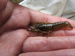 Faxonius illinoiensis