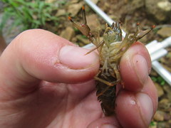 Faxonius illinoiensis