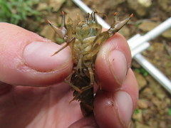 Faxonius illinoiensis