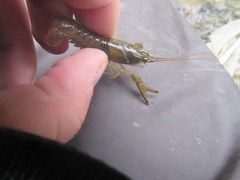 Faxonius illinoiensis