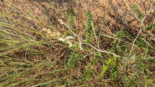 Tephrosia villosa observed 2026-10-10