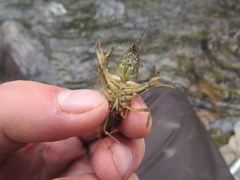 Faxonius illinoiensis