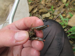 Faxonius illinoiensis