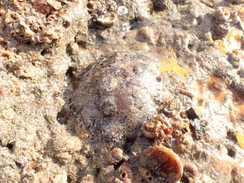 Discodoris fragilis observed 2026-10-10