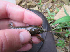 Faxonius illinoiensis