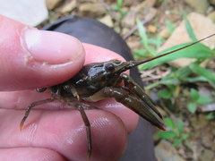 Faxonius illinoiensis