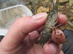 Faxonius illinoiensis