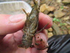 Faxonius illinoiensis