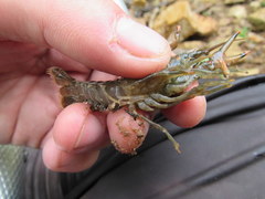 Faxonius illinoiensis