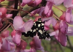 Pseudothyris sepulchralis