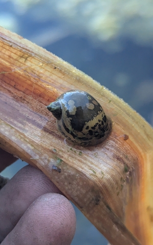 Lymnaea auricularia observed 2026-10-05