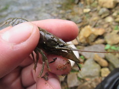 Faxonius illinoiensis