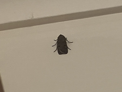 Bogong Moth