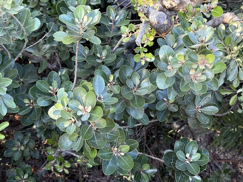 Planchonella obovata observed 2026-10-10