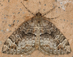 Dysstroma mancipata