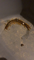 Scolopendra cingulata