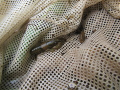 Faxonius illinoiensis