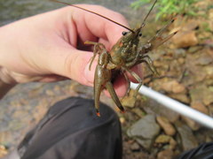 Faxonius illinoiensis