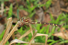 Cordulegaster bilineata