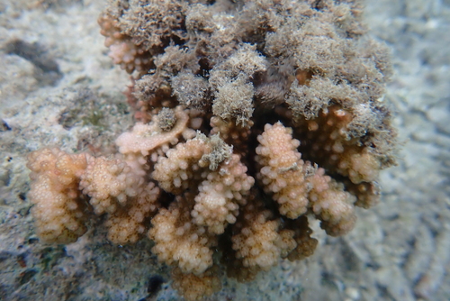 Pocillopora verrucosa observed 2026-10-10