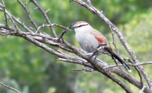 iNaturalist image