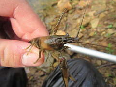 Faxonius illinoiensis