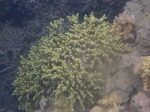 Porites cylindrica observed 2026-10-10