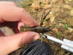 Faxonius illinoiensis