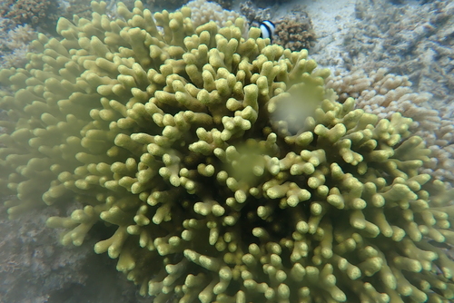 Porites cylindrica observed 2026-10-10