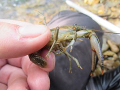 Faxonius illinoiensis