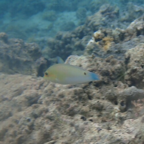 Halichoeres trimaculatus observed 2026-10-10