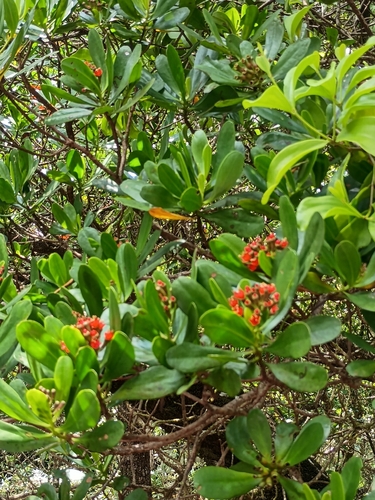 Lumnitzera littorea observed 2026-10-10