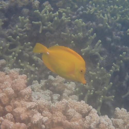 Zebrasoma flavescens observed 2026-10-10