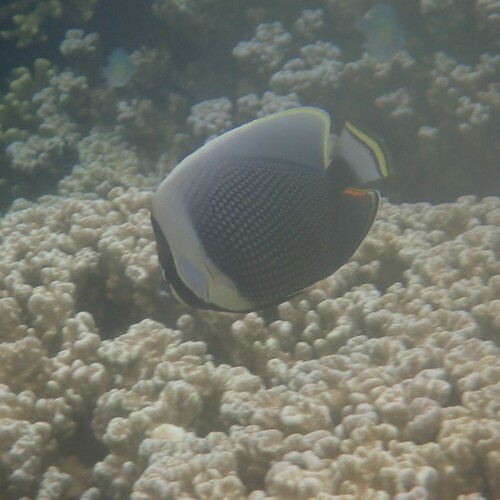 Chaetodon reticulatus observed 2026-10-10