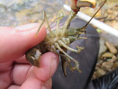 Faxonius illinoiensis