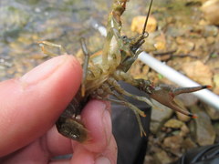 Faxonius illinoiensis