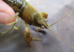 Faxonius illinoiensis