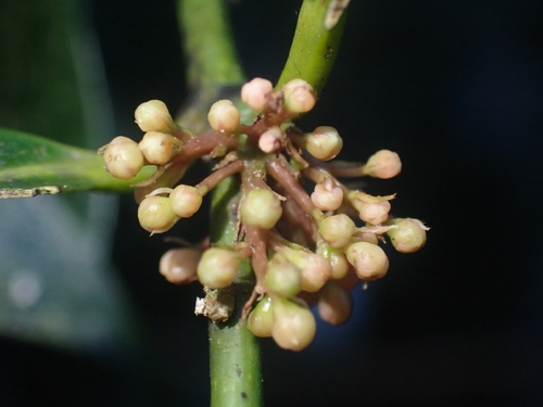 Cryptocarya laevigata observed 2026-10-09