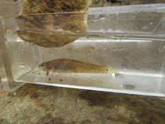 Etheostoma squamiceps