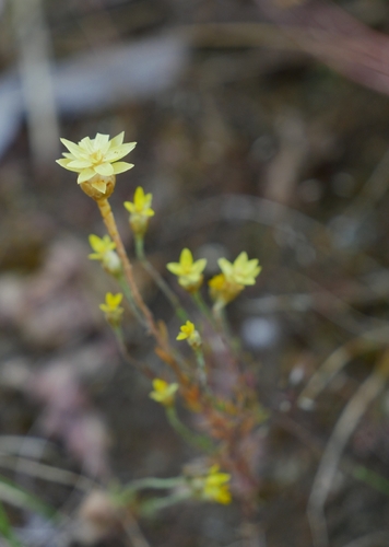 Hyalosperma glutinosum, 2026-10-09