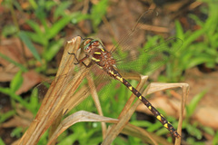 Cordulegaster bilineata