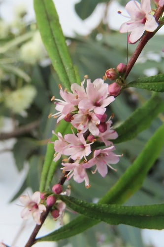 Myoporum bateae observed 2026-09-28