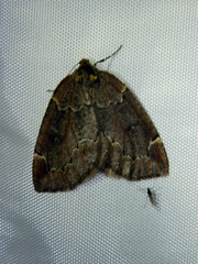 Spodolepis substriataria