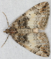 Dysstroma mancipata